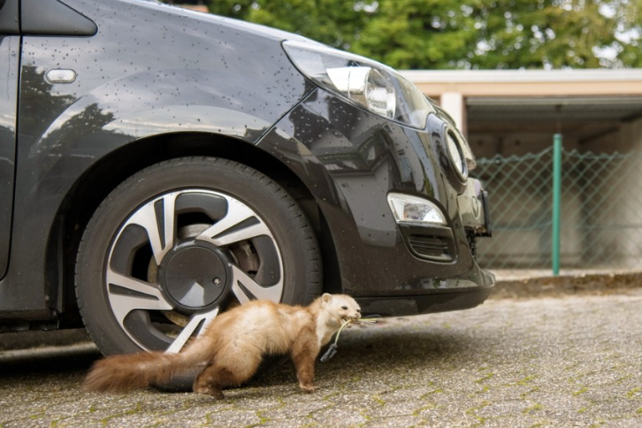 Zbavte sa škodcov raz a navždy - Isotronic odpudzovače