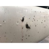 Odstraňovač hmyzu CarPro BugOut (4 l)